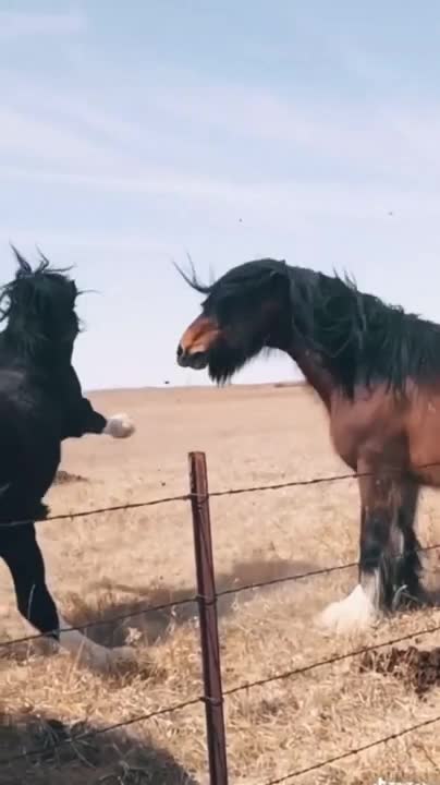 TỰ DO THUẦN TÚY - PURE FREEDOM - LIBERTÉ PURE