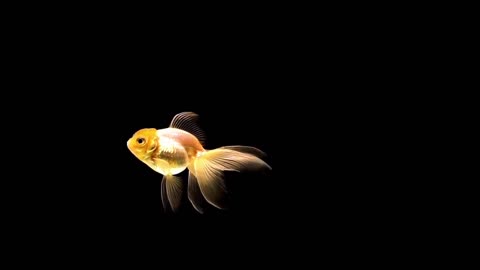 Watch the goldfish swim quietly