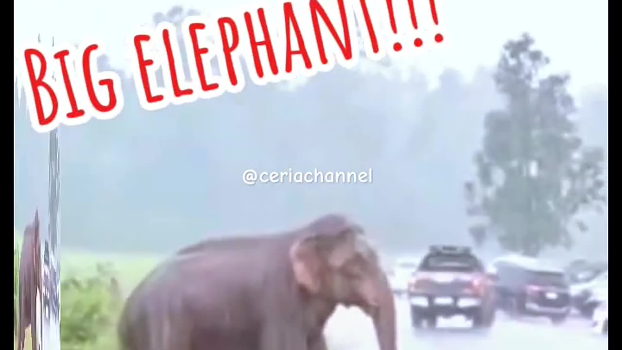 elephant crossing.. #shortsfeed #shorts #shortvideo #animals #elephant #bigelephant