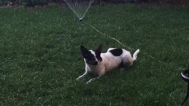Black and white dog casually chilling on grass in front of sprinkler