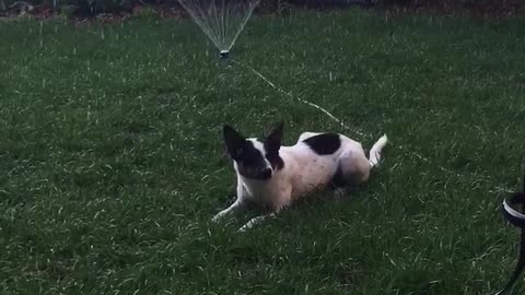 Black and white dog casually chilling on grass in front of sprinkler