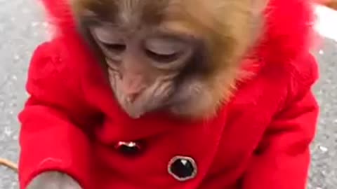 Cute monkey eats lychees for the first time!!