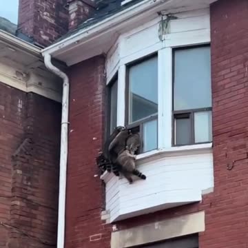 Husband is back. Hide in the balcony 😂🤣😂