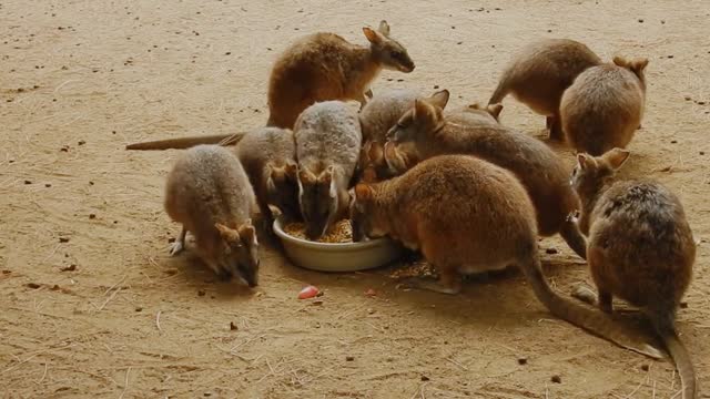 Kangaroo while he eats