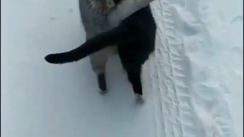 Two cat strong relationship