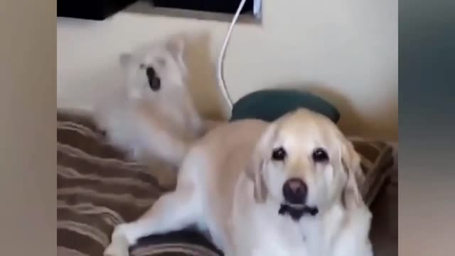 Keep your tail off my face, man!!!🤣🤣🤣 - Funny dog video