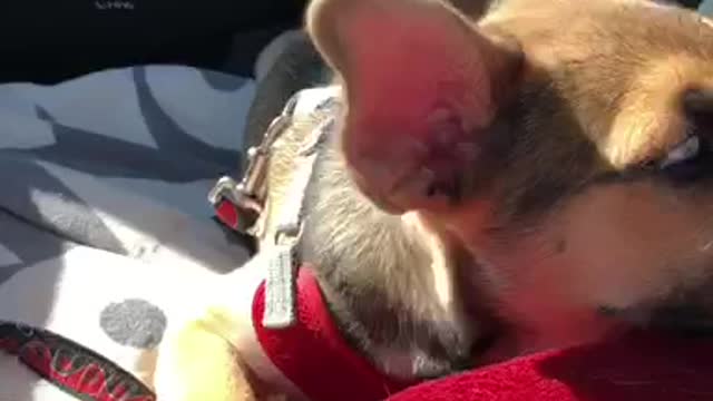 Blue eye brown puppy chews on red blanket in car seat