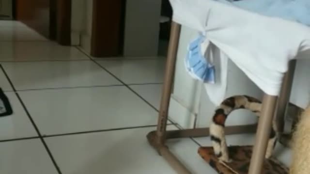 When the cat thinks the house is a racetrack