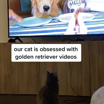 Cats are watching Tv