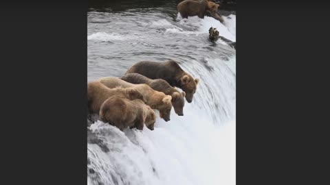 Bears dangerous hunting