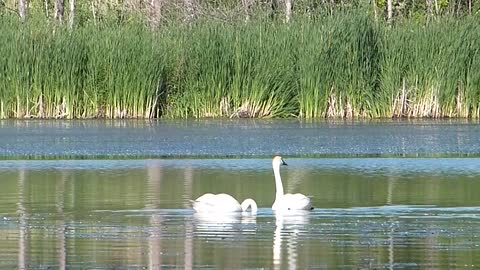 Two swans swimming