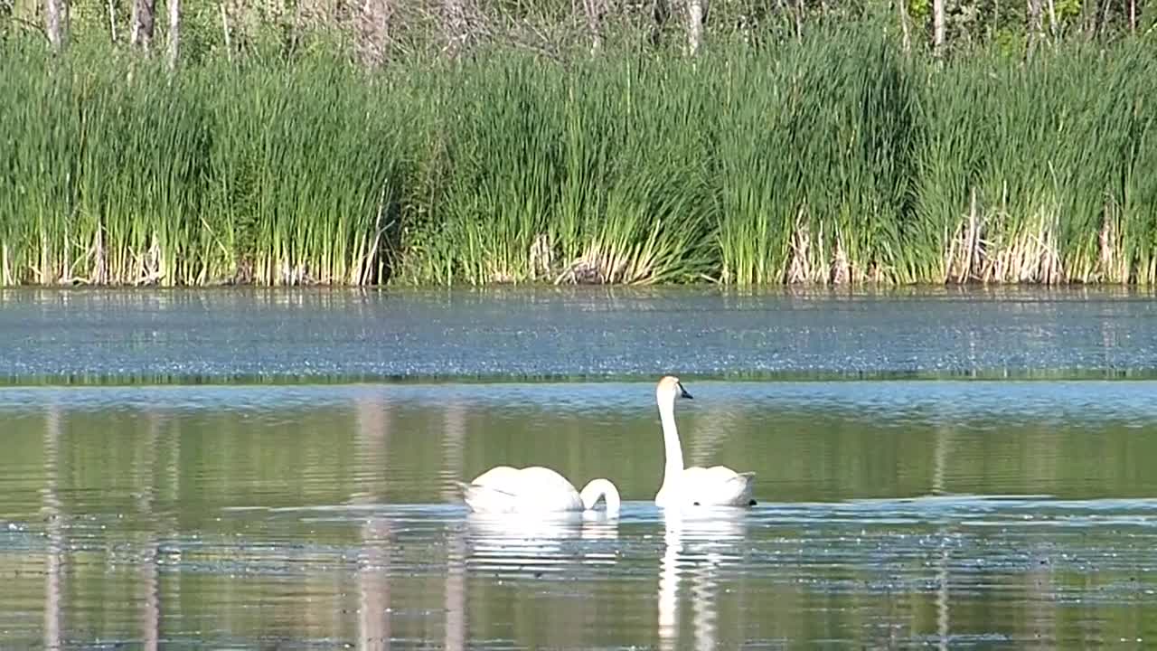 Two swans swimming