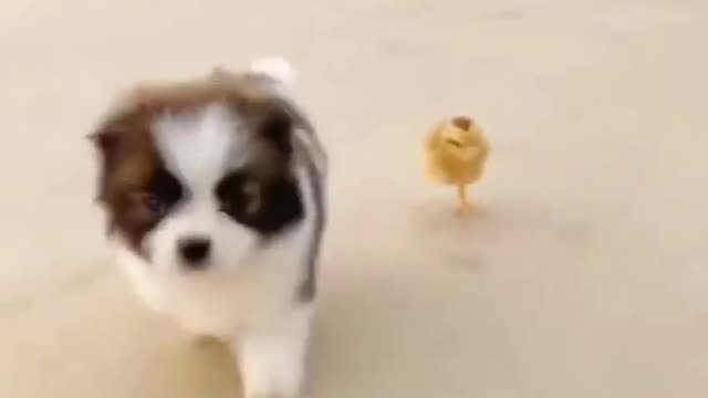 A cute Puppy playing with cute chicks is the cutest thing to watch