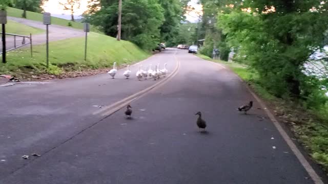 Tennessee ducks in the road of a park