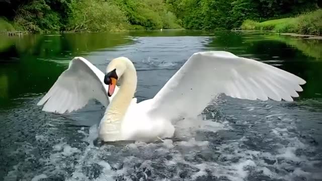 Powerful Landing:: gorgeous beautiful Swan 🦢🦢