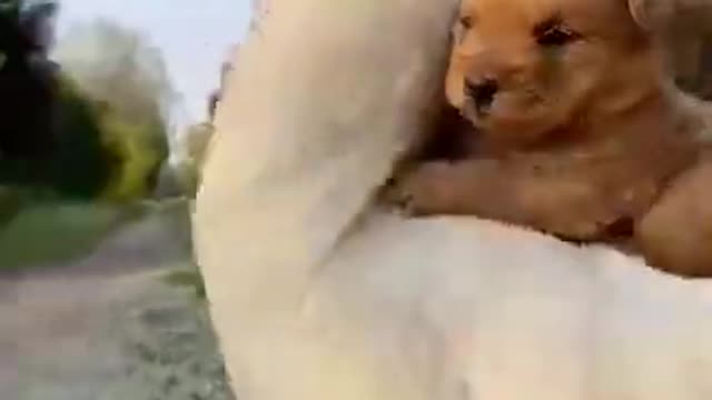 Funny Animal Videos Awesome Funny Pet Animals Cute Animals Super Funny Dog Videos