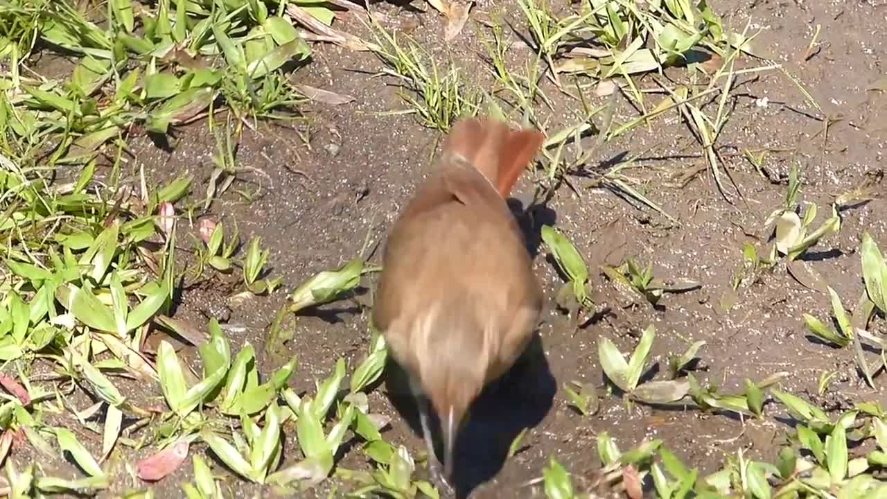 fauna brasileira silvestre JOÃO NO BARRO animais brazilian animals selvagens aves do brasil wildlife