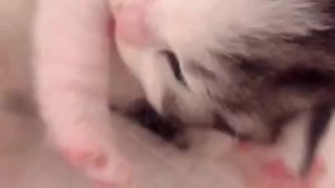Baby Cat