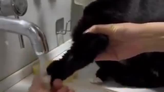 Trending Cute Animals🐶Funny Fail ops Moments Clips