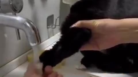 Trending Cute Animals🐶Funny Fail ops Moments Clips