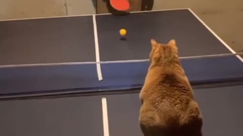 cat playing table tennis🎾
