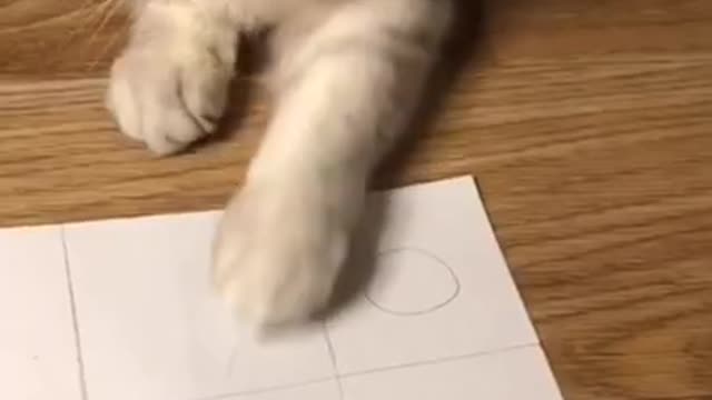 Playing Tic Tac Toe with your Cat