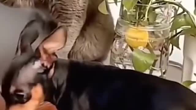 Funny Cat Video....