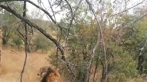 lion scares away leopard