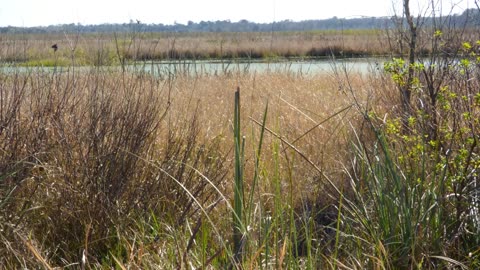 Sunnyhill Restoration Area Trails, Umatilla, Florida. Slideshow.