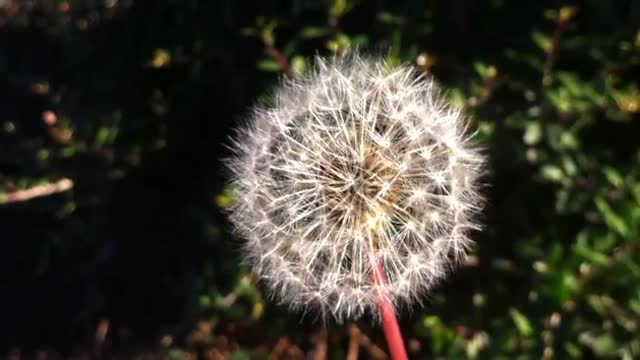 Beautiful Flower Stock Video