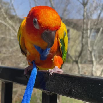 Reading my parrot's body language