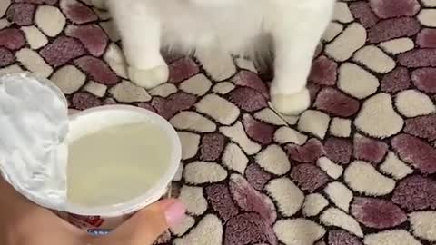 who wants yogurt ?