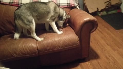 Husky hiding food in couch.