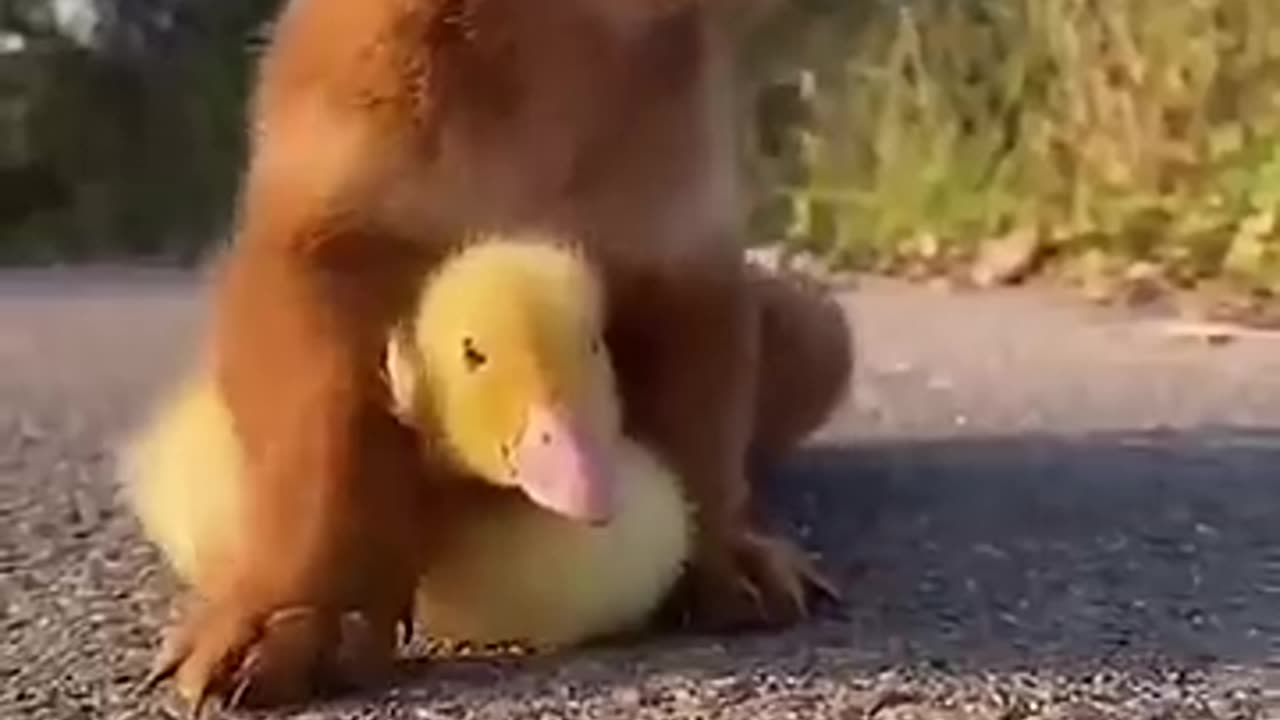 fantstic animals enjoy with each other