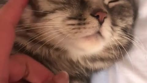 #cat #cute #fyp