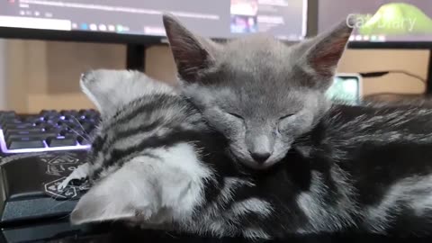 American Shorthair VS Russian Blue - a kitten Fight Story
