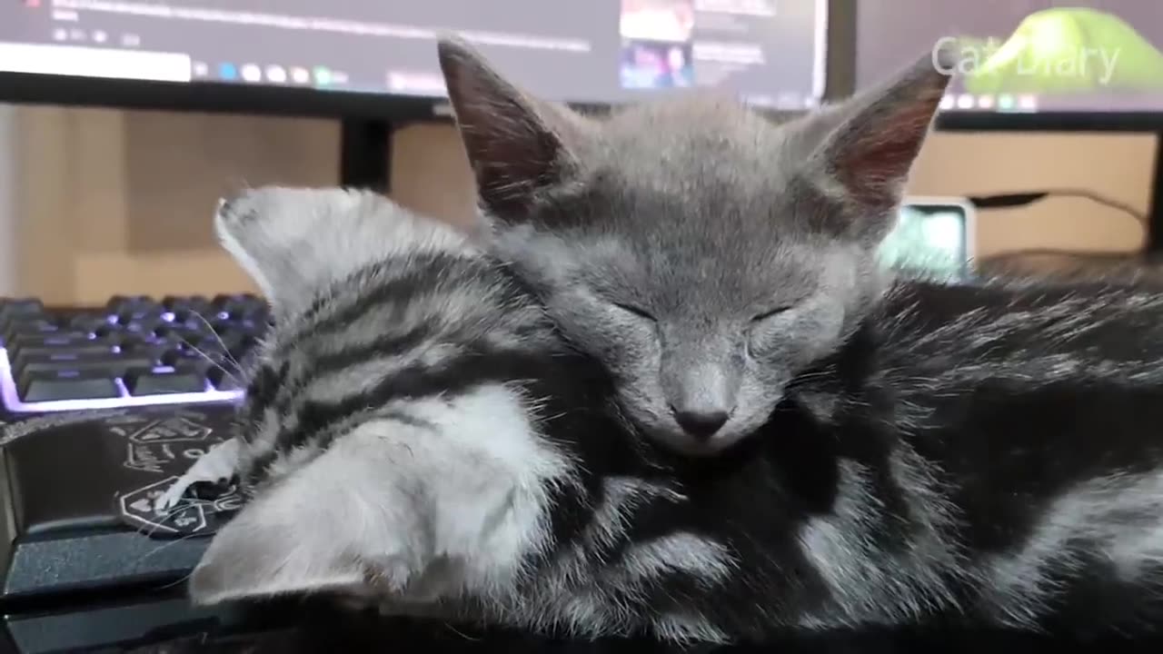 American Shorthair VS Russian Blue - a kitten Fight Story