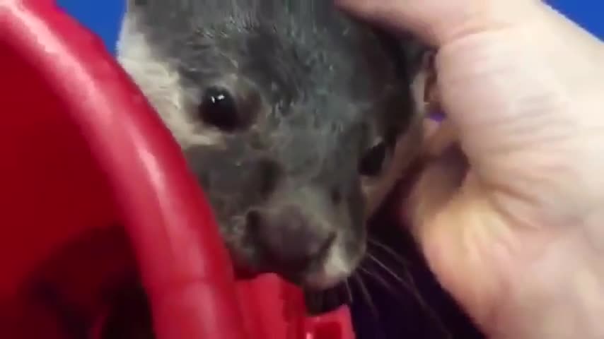 Otter showing a human how to pet him.