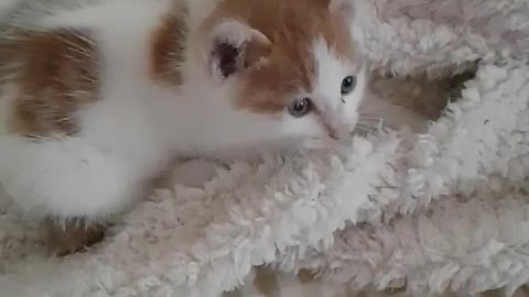 cat on the blanket