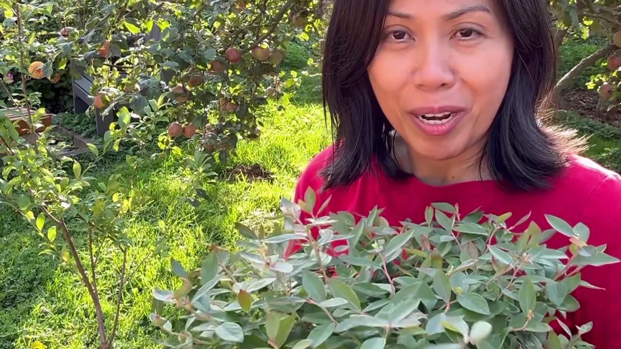 Container Gardening: Rosemary, Blueberry and Blackberry