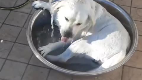 Dog bathing