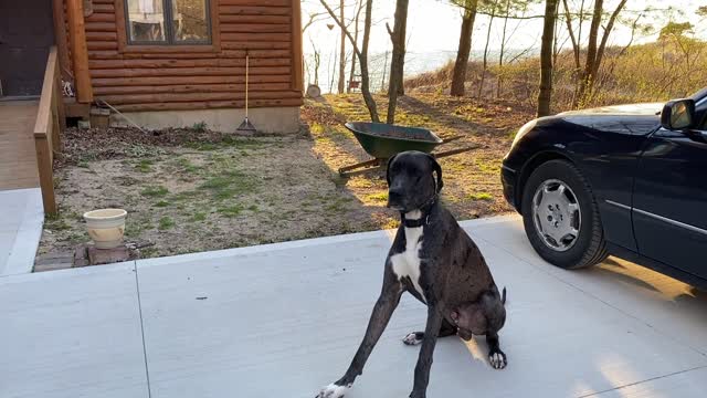 Service Dog: Relaxing Day in Quarantine