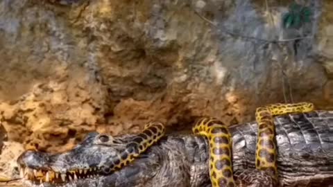 Cute and adorable animal behavior makes anyone happy to see it
