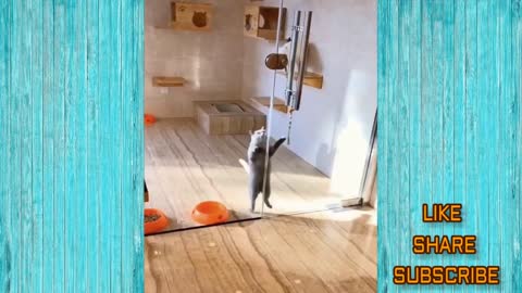 Funny Cat Videos 2020 - Try Not to Laugh