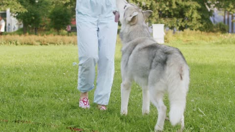 dog with girl