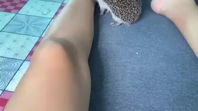 Hedgehog bite