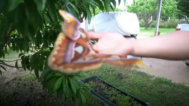 Mariposa del tamaño de un pájaro