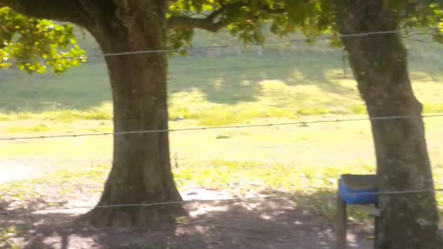 beautiful horses on the farm along the way.