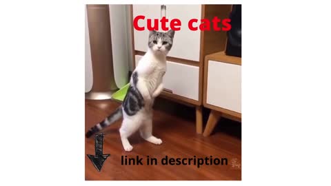 cute cats