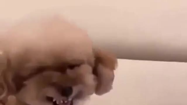 What a dog reaction funny animals video part 7